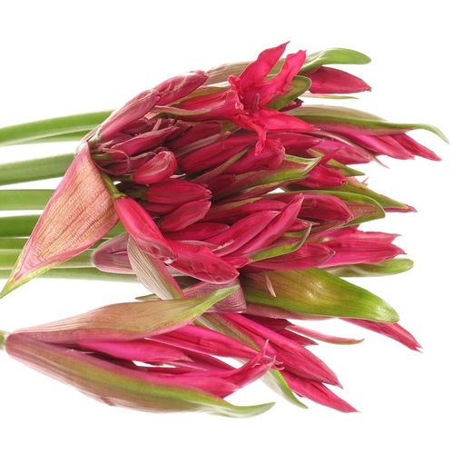 Nerine rot Lydia 60cm