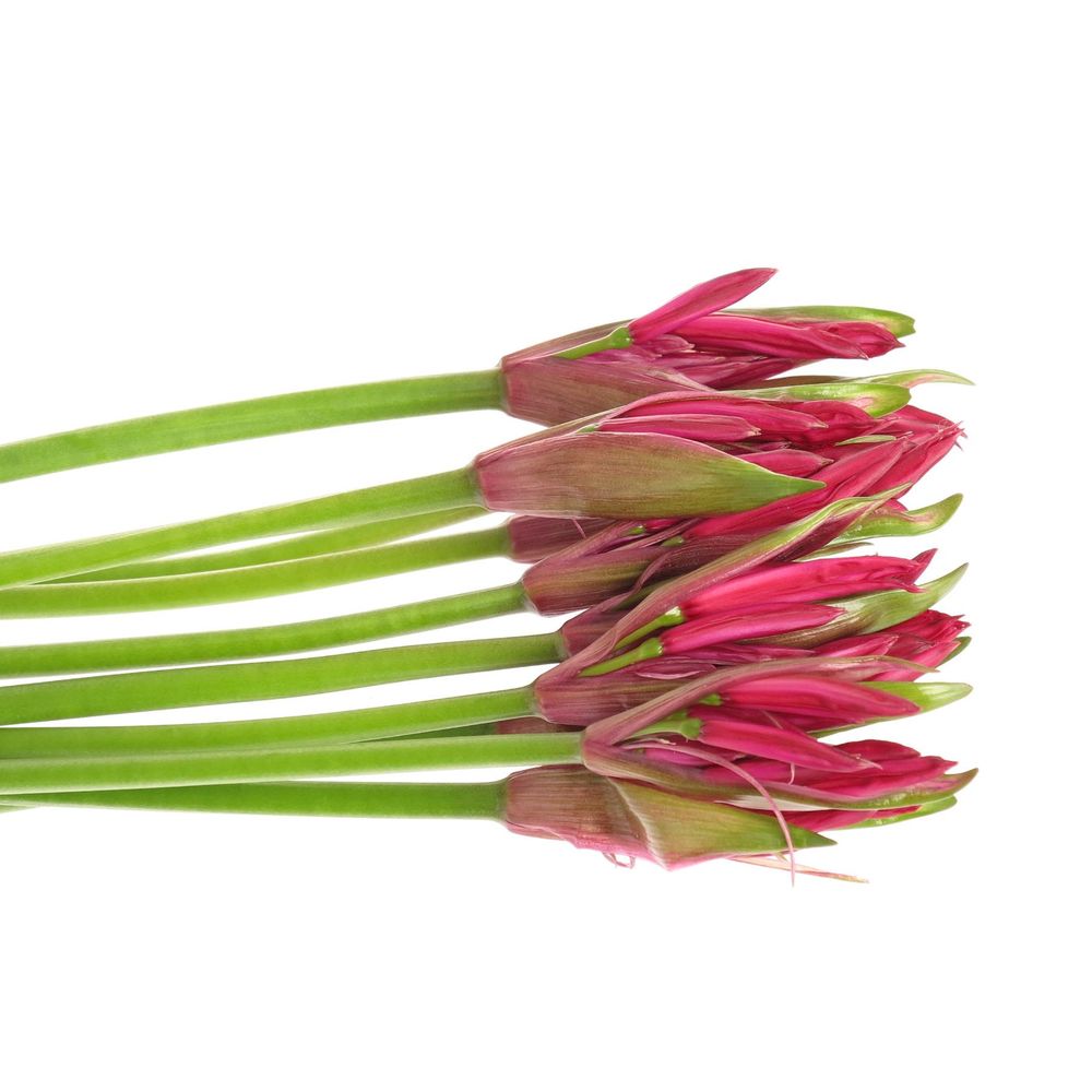 Nerine rot Lydia 60cm