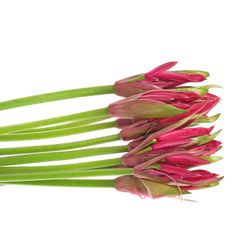 Nerine rot Lydia 60cm