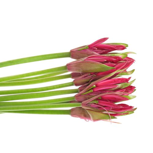 Nerine rot Lydia 60cm