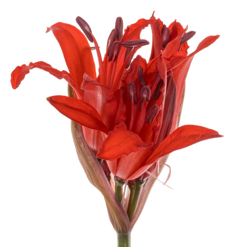 Nerine rot Lydia 60cm