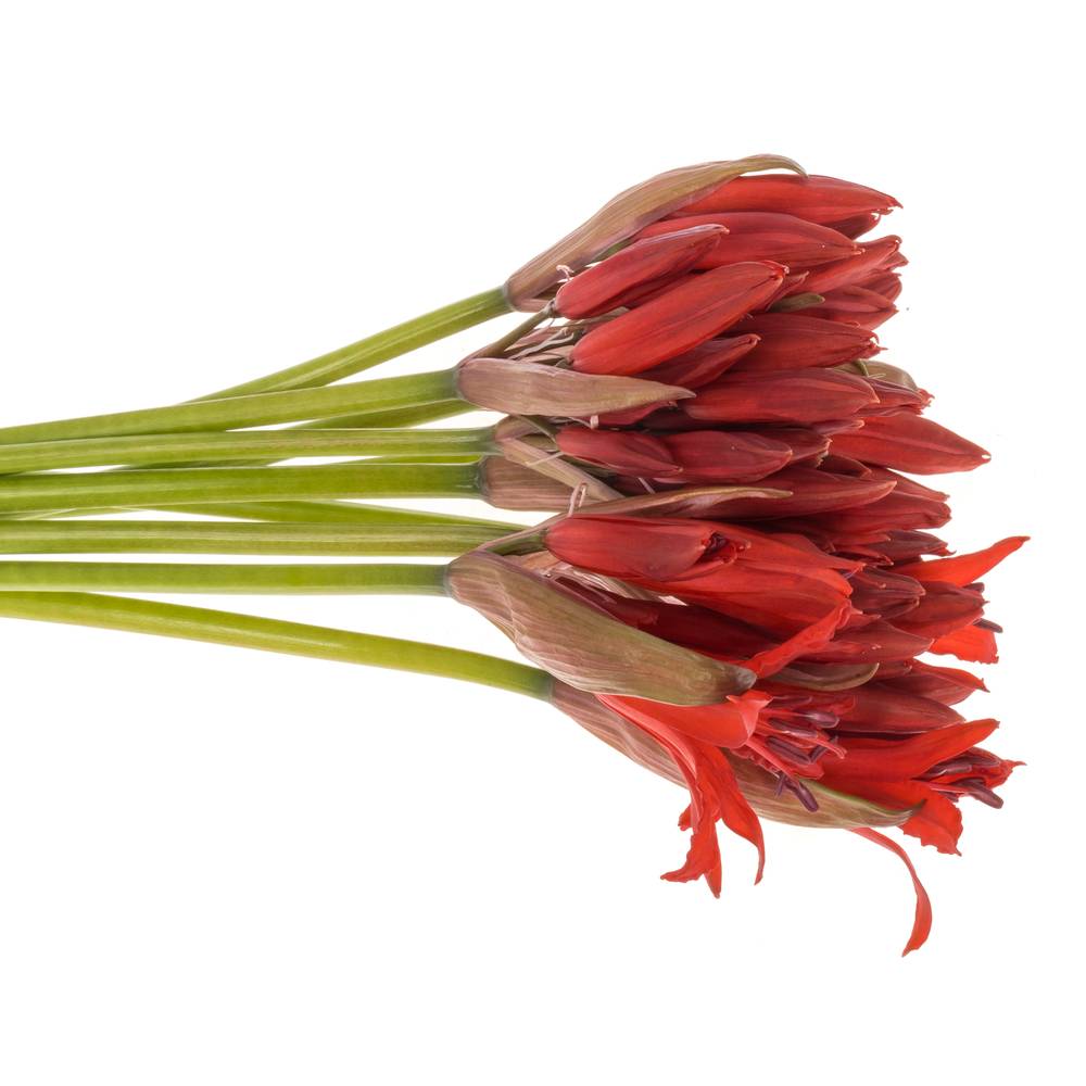 Nerine rot Lydia 60cm