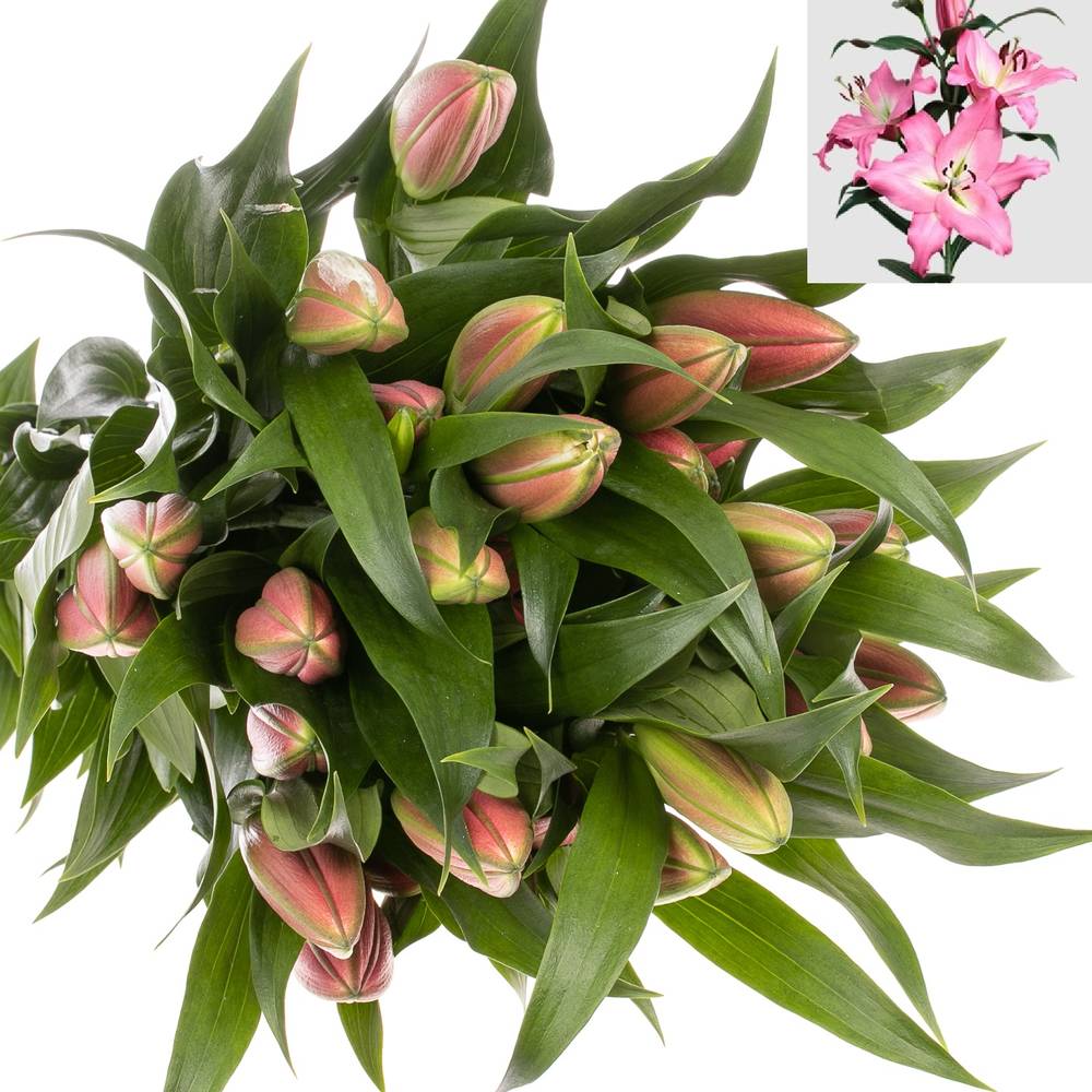 Lilie orientalisch rosa Albareto 3+ / 4+ Blüte 80cm