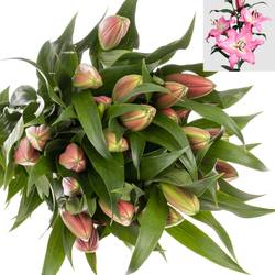 Lilie orientalisch rosa Albareto 3+ / 4+ Blüte 80cm