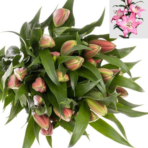 Lilie orientalisch rosa Albareto 3+ / 4+ Blüte 80cm