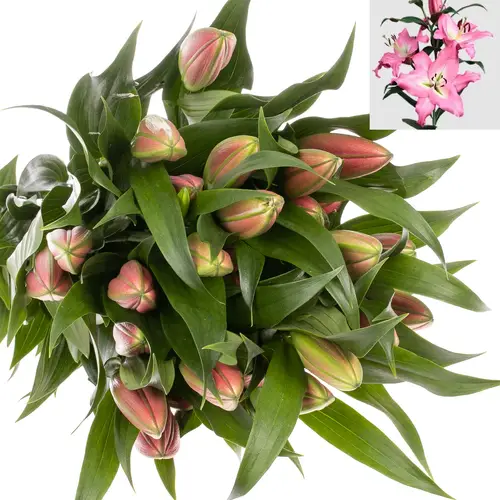 Lilie orientalisch rosa Albareto 3+ / 4+ Blüte 80cm
