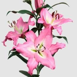 Lilie orientalisch rosa Albareto 3+ / 4+ Blüte 80cm