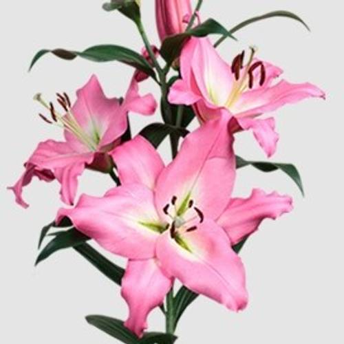 Lilie orientalisch rosa Albareto 3+ / 4+ Blüte 80cm
