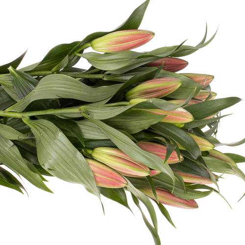 Lilie orientalisch rosa Albareto 3+ / 4+ Blüte 80cm