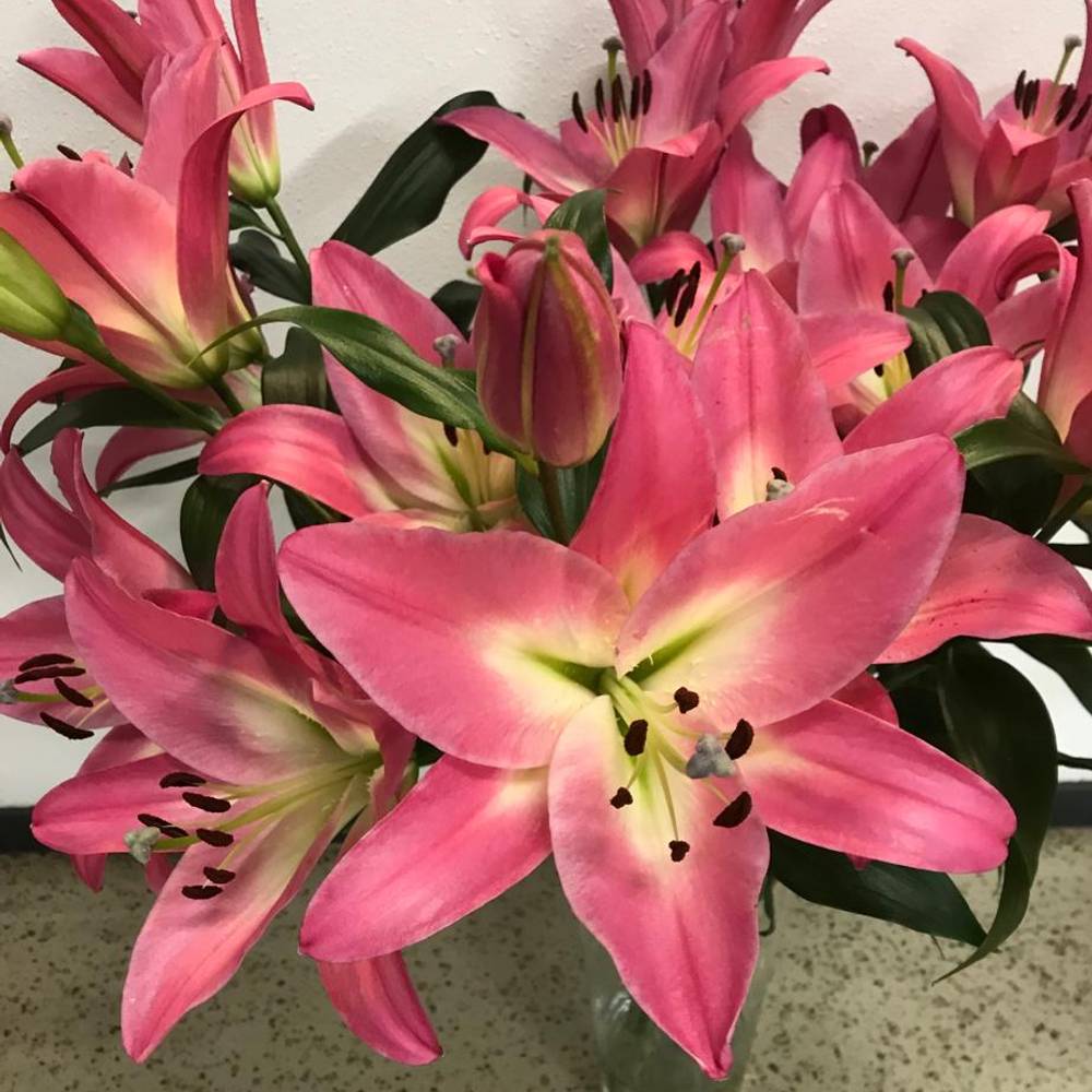 Lilie orientalisch rosa Albareto 3+ / 4+ Blüte 80cm