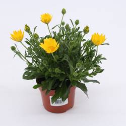 Osteospermum gelb Eyed Beaty T10,5 H017