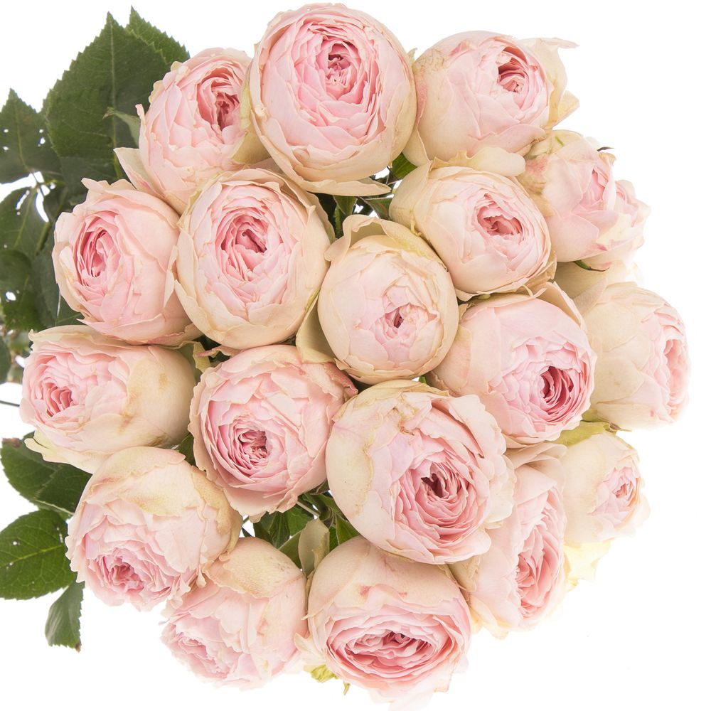 Rose verzweigt rosa Mansfield Park 3+Bl 50cm