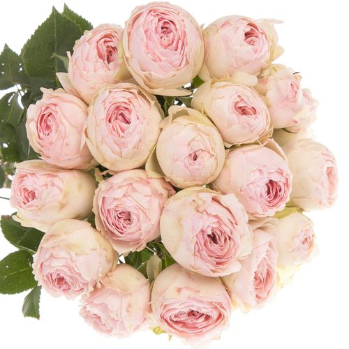 Rose verzweigt rosa Mansfield Park 3+Bl 50cm