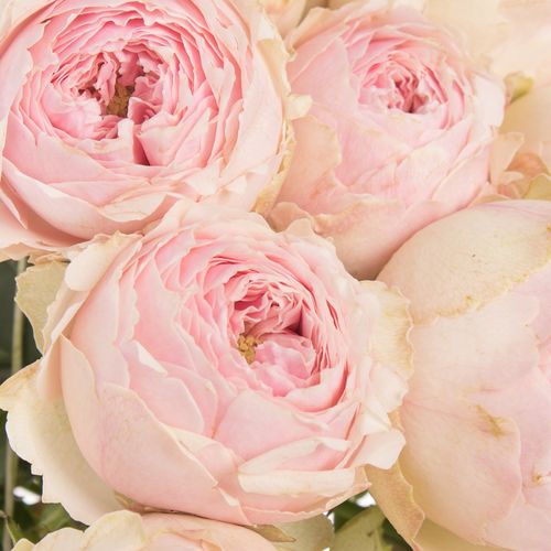 Rose verzweigt rosa Mansfield Park 3+Bl 50cm