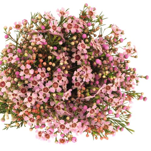 Wachsflower rosa Majestic 20 Gramm 50cm