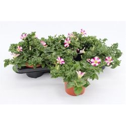 Petunia Purple Wh.13 H20