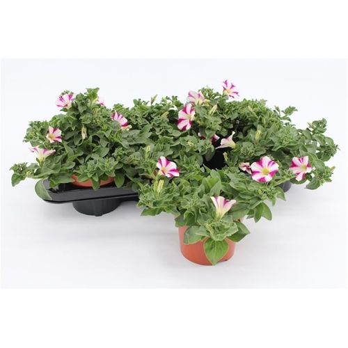 Petunia Purple Wh.13 H20