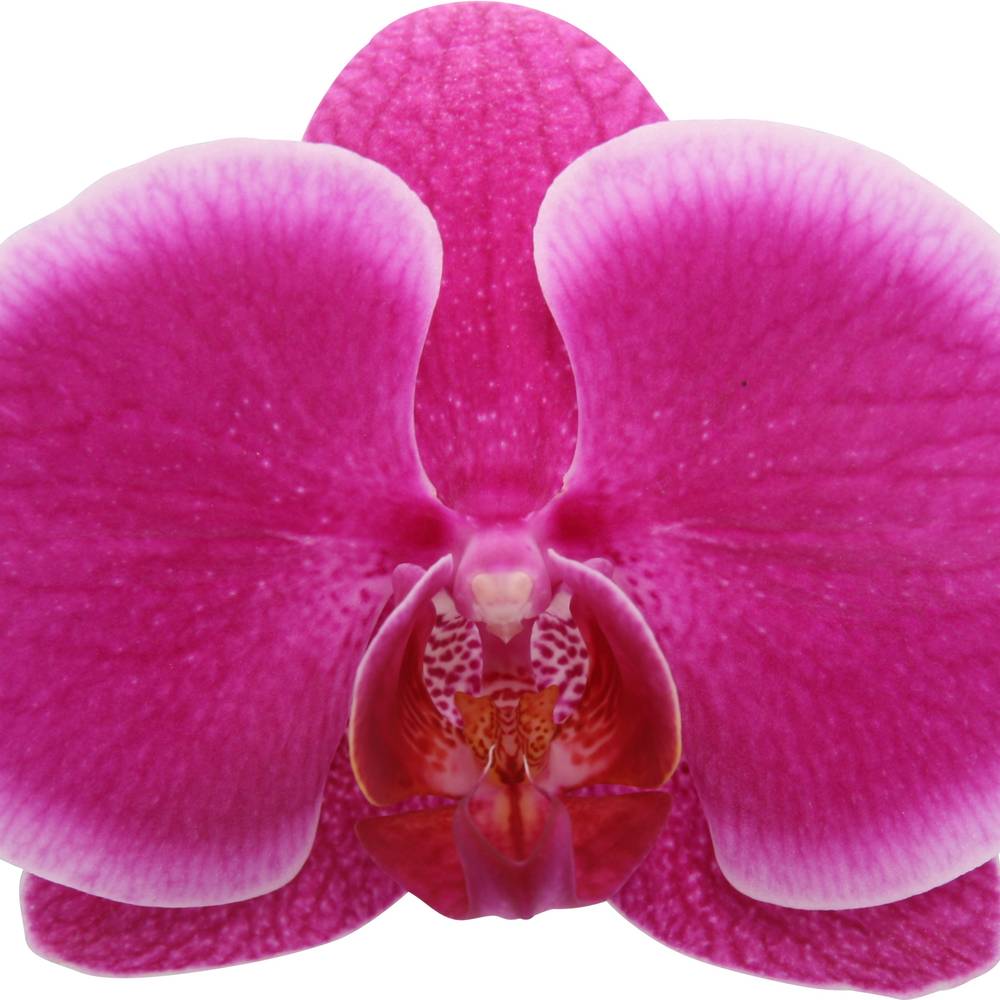 Phal.2-R Durban T12 H055