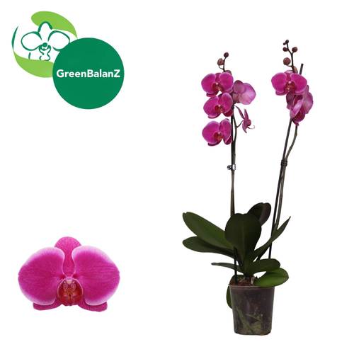 Phal.2-R Durban T12 H055