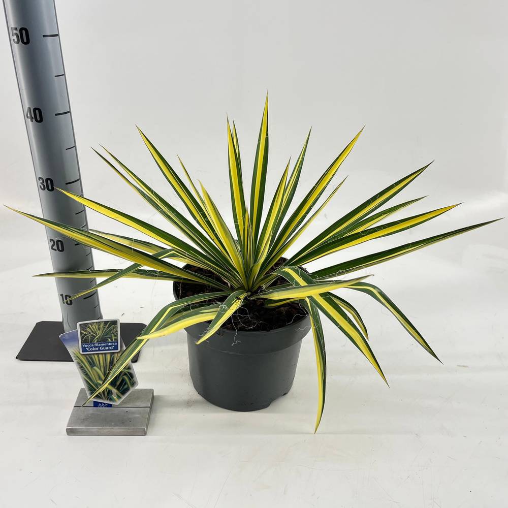 Yucca filamentosa T23 H040