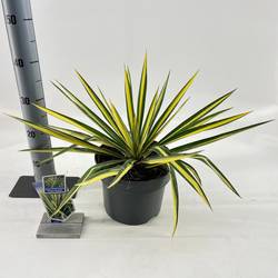 Yucca filamentosa T23 H040