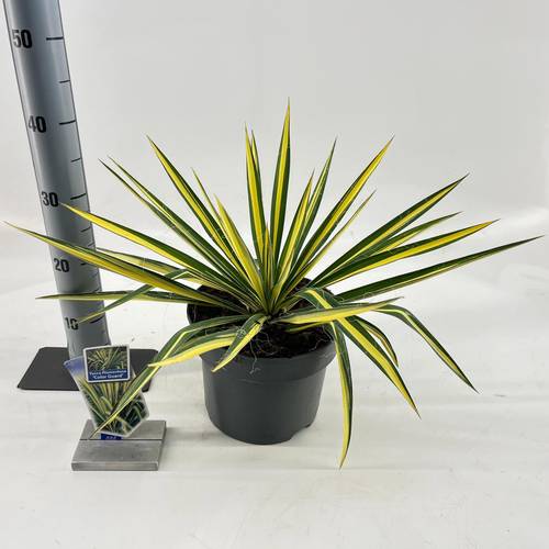 Yucca filamentosa T23 H040