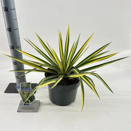 Yucca filamentosa T23 H040