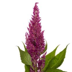 Celosia lila sunday 75cm
