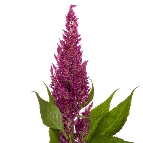 Celosia lila sunday 75cm