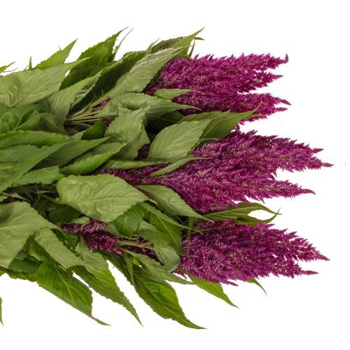 Celosia lila sunday 75cm