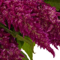 Celosia lila sunday 75cm