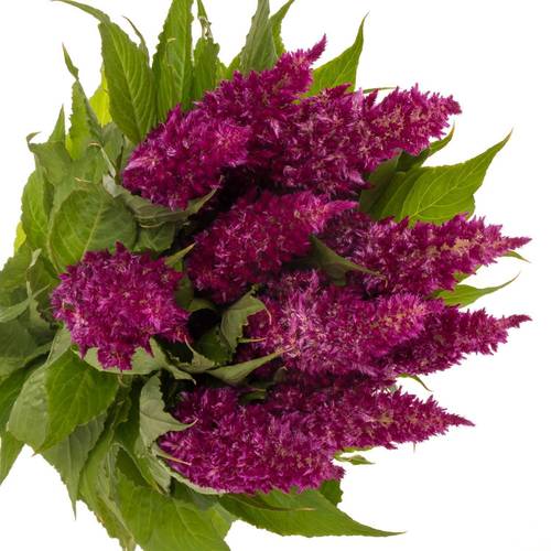 Celosia lila sunday 75cm