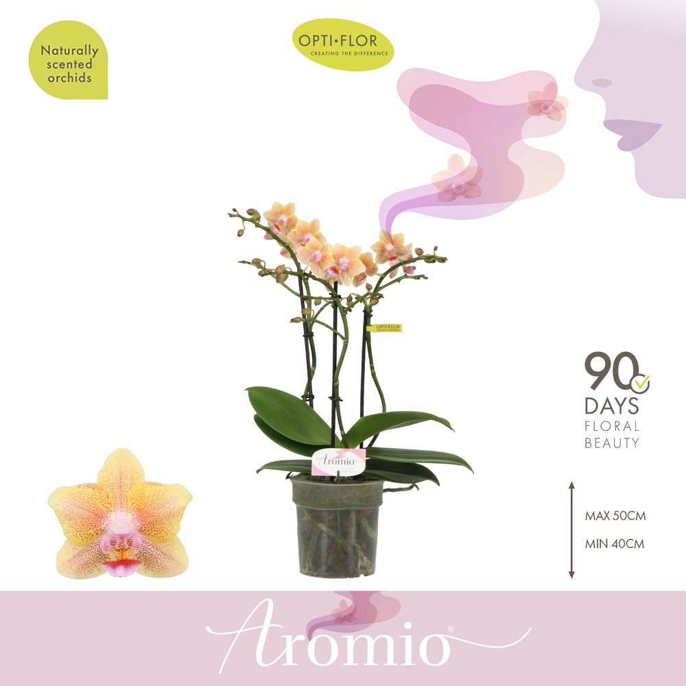 Phal.3-R apricot Aromio Spicy T12 H035