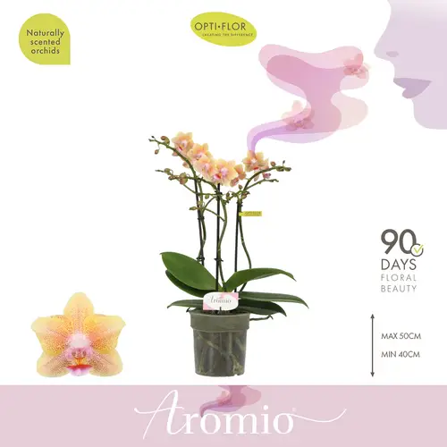 Phal.3-R apricot Aromio Spicy T12 H035