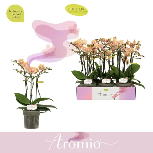 Phal.3-R apricot Aromio Spicy T12 H035