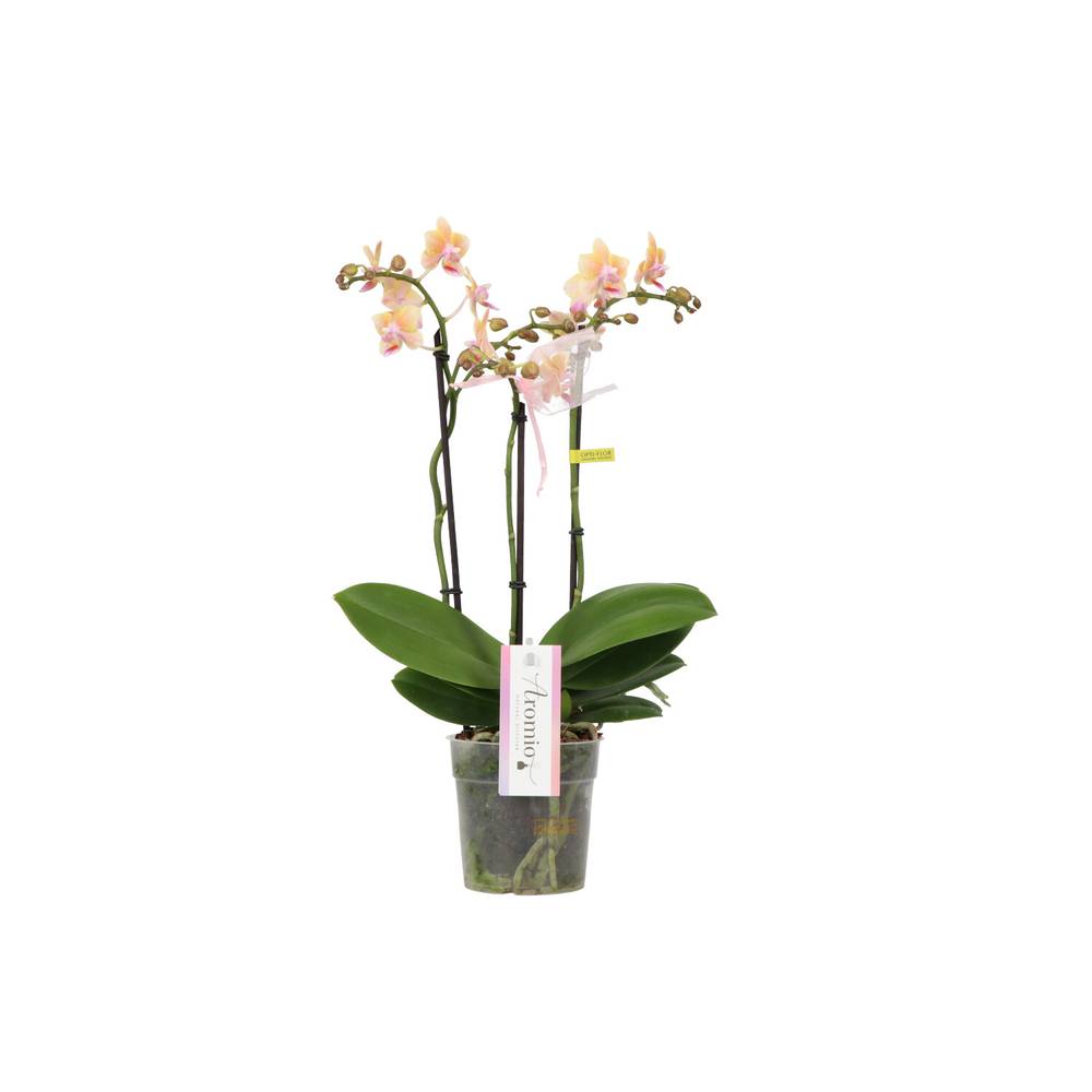 Phal.3-R Aromio Spicy T12 H35
