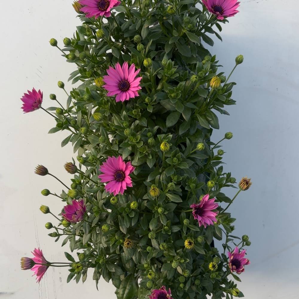 Osteospermum dunkel lila Wandhänger H040
