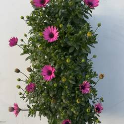 Osteospermum dunkel lila Wandhänger T50 H025