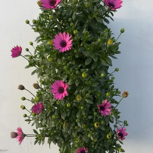 Osteospermum dunkel lila Wandhänger H040