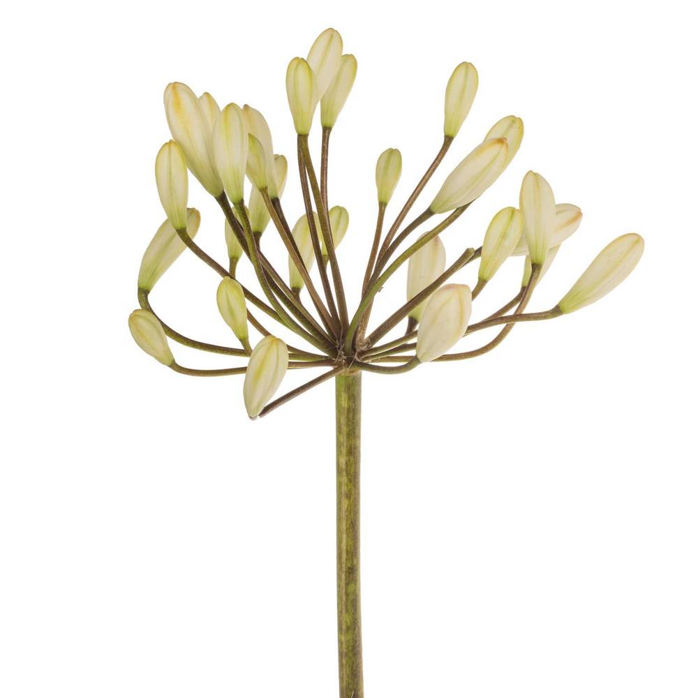 Agapanthus weiss Barcelona 75cm