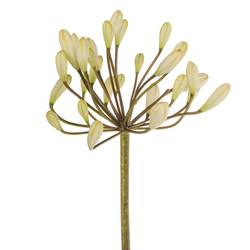 Agapanthus weiss Barcelona 75cm
