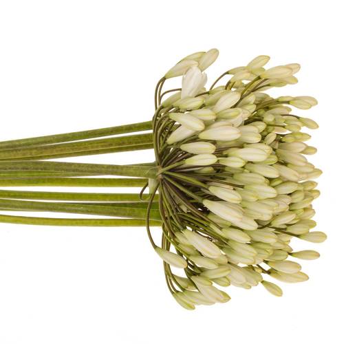 Agapanthus weiss Barcelona 75cm