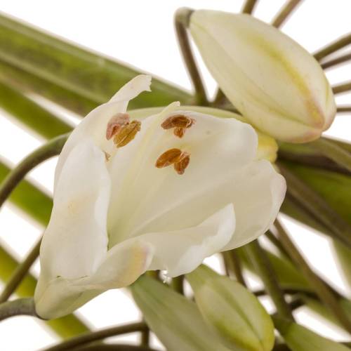 Agapanthus weiss Barcelona 75cm