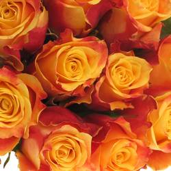 Rose gelb/rot Tamara 40cm
