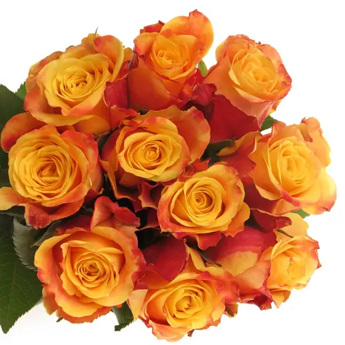 Rose gelb/rot Tamara 40cm