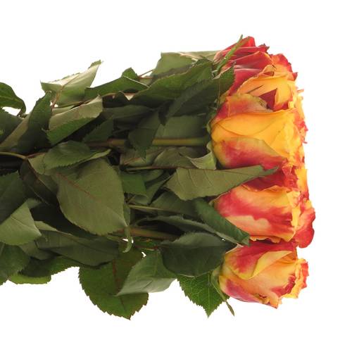 Rose gelb/rot Tamara 40cm