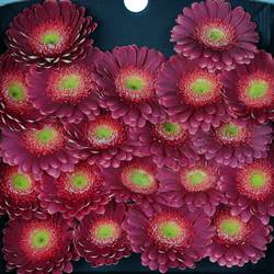 Germini lila/rosa Bizar