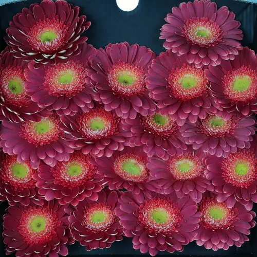 Germini lila/rosa Bizar
