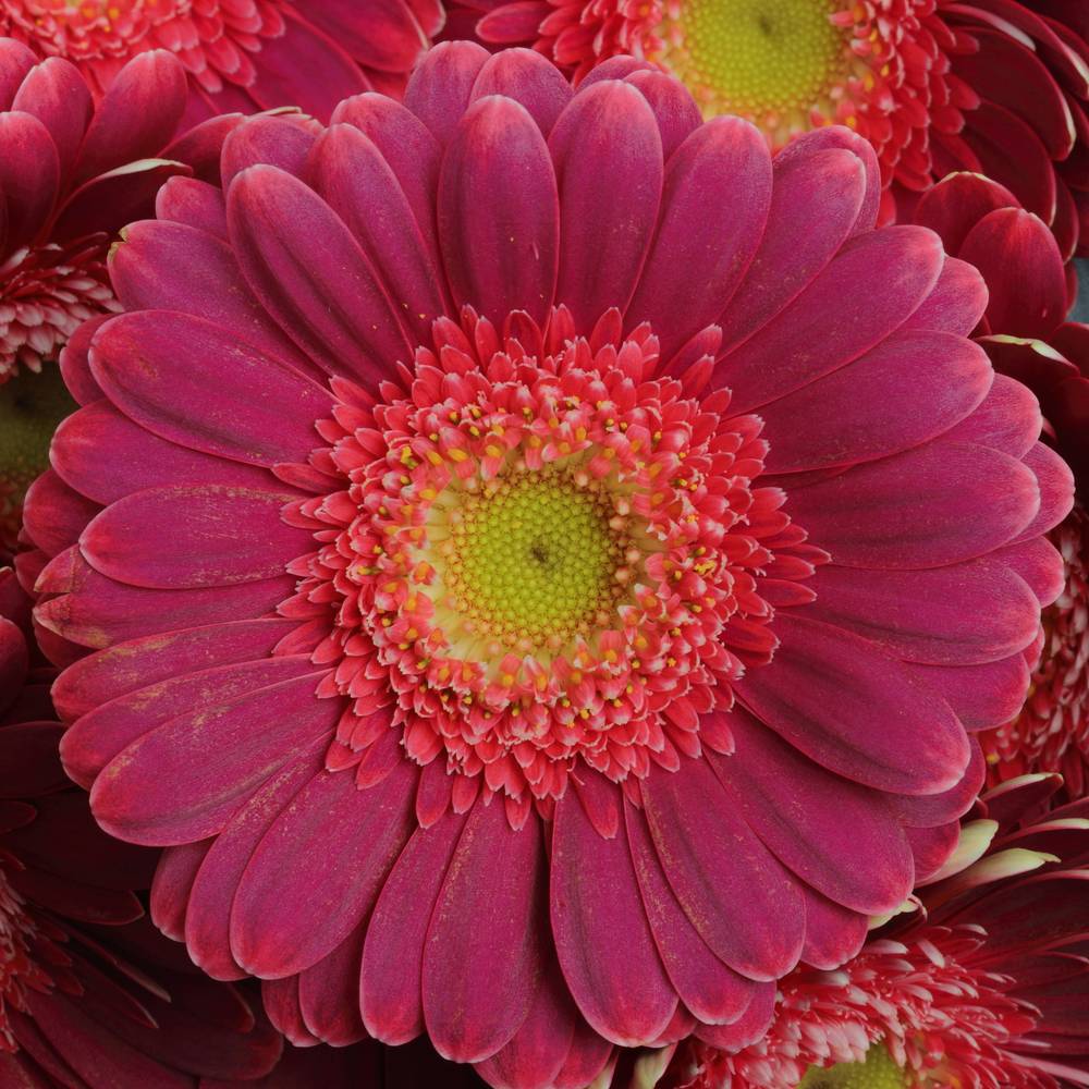 Germini lila/rosa Bizar