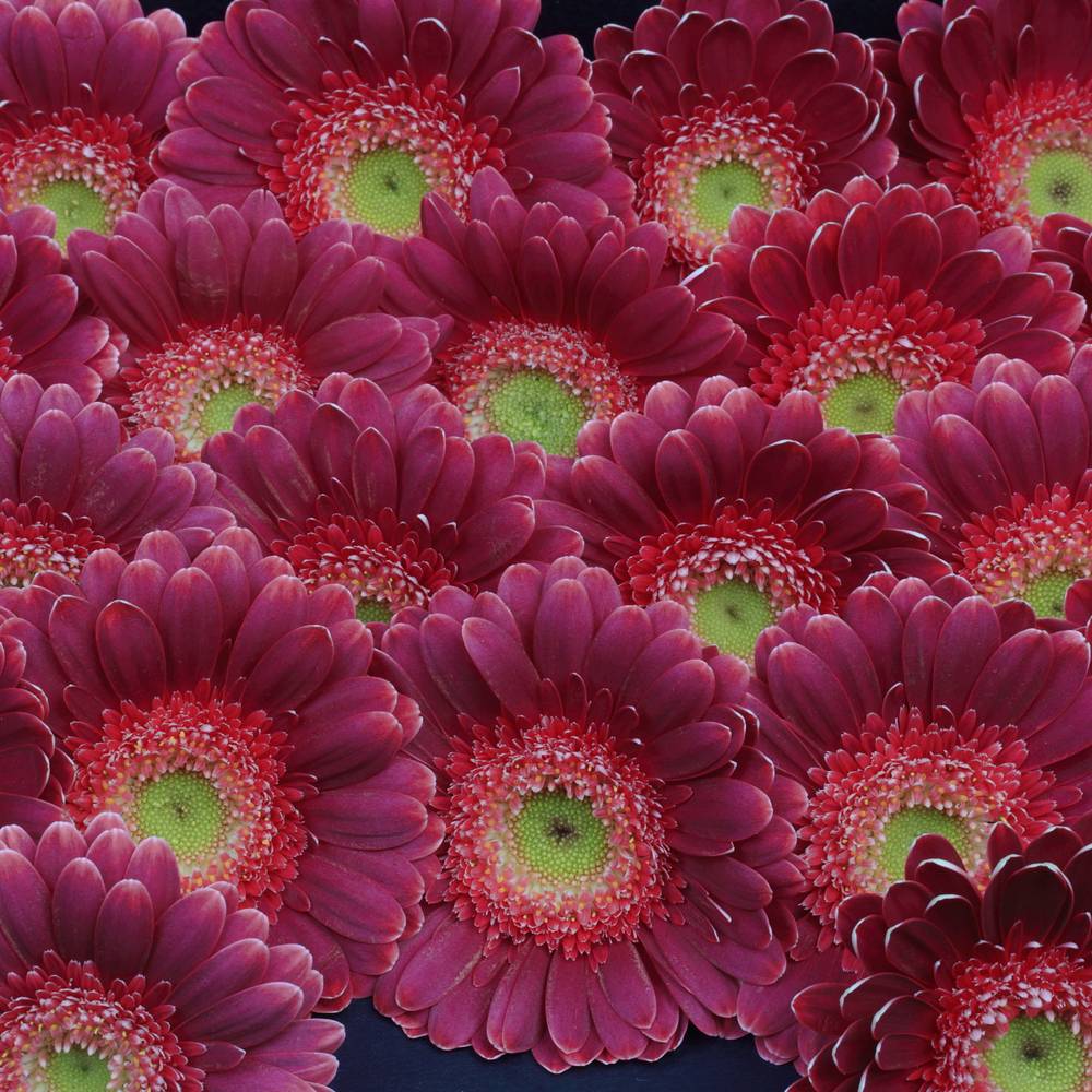 Germini lila/rosa Bizar